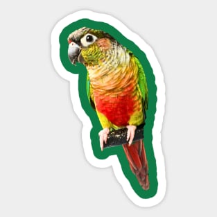 Conure Parrot Bird design | Green cheek | Love for birds Sticker